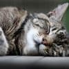 Langschläfer mit Vorzugsseite: Katzen sind Linksschläfer – aus gutem Grund