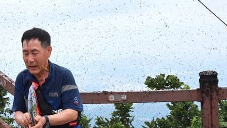 Südkorea: Lovebugs machen Menschen in Seoul zu schaffen - Invasion der Liebeskäfer