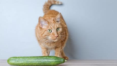 Gurken-Angst bei Katzen: Was Sie darüber wissen sollten