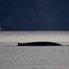 Un rorqual, le deuxième plus gros mammifère de la planète, observé près des côtes à Marseille