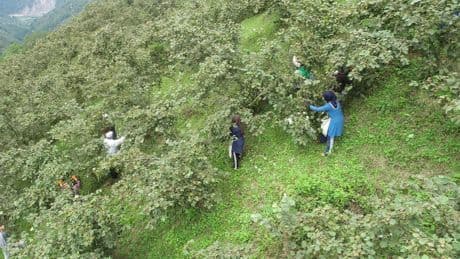 Zirai donun fındık bahçelerine vurması rekolte endişesine neden oldu
