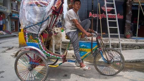 A rickshaw driver and his dog win the hearts of tourists in Nepal