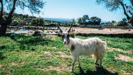Panic in Italy as pretty little island so overrun by goats it's become 'dangerous'