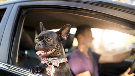 Los niños no pueden viajar en el asiento delantero del coche, pero ¿puedes llevar allí a tu perro?