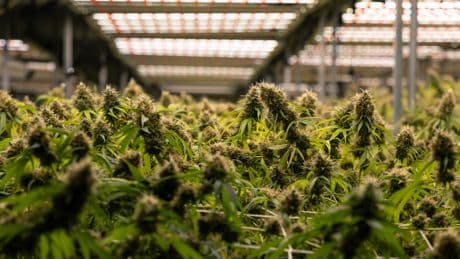$4.8M worth of cannabis destined for Spain seized by CBSA in Montreal
