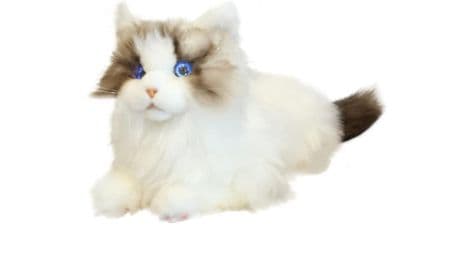 MetaCats: des chats robotiques aident à réduire le stress et la solitude