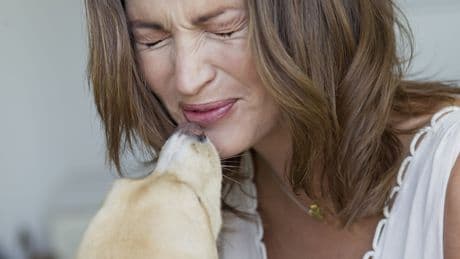 Hund stinkt nach faulen Äpfeln: Das sagt der Geruch über den Gesundheitszustand aus