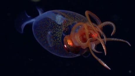 First image of see-through colossal squid 'who has no idea humans exist' captured