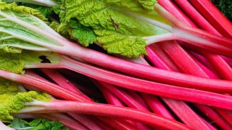 Stop rhubarb from 'bolting' and getting too woody by doing one task in June