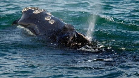 Endangered whales gave birth to few babies this year as population declines