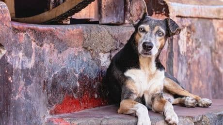 Health chiefs issue ‘reminder’ alert as fatal rabies case diagnosed in England