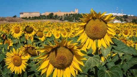 Carmona, el pueblo sevillano que atrae miles de japoneses para ver la floración de los girasoles