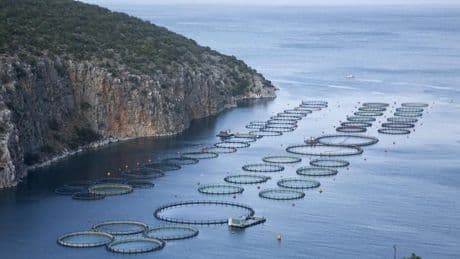 La Grèce renonce à un projet de pisciculture au nom de l’environnement