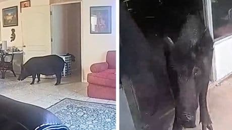 Wild boar charges police officer after being discovered in living room