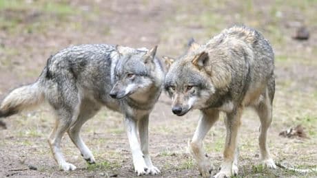 Bauern fordern strengere Regulierung – „Höchste Wolfsdichte der Welt“