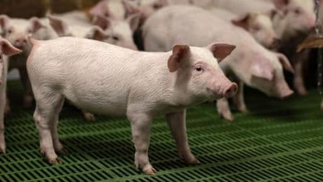 La Chine va imposer des droits de douane provisoires de 20 % sur le porc européen