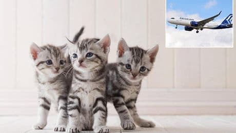 Three rescue kittens are 'lost in transit' after being flown out of Greece by British couple