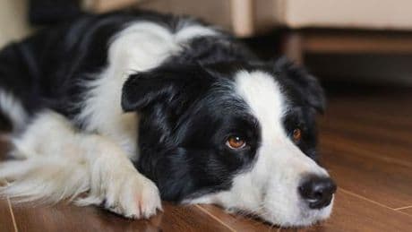 Tübingen: Familie macht Urlaub und lässt Hund zu Hause zurück