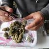 A look at where Thailand's cannabis laws stand
