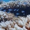 Worst bleaching on record for Western Australian coral reefs