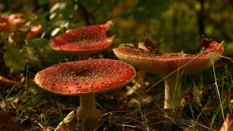 Des millions de vies menacées par une invasion de champignons toxiques liée au réchauffement climatique