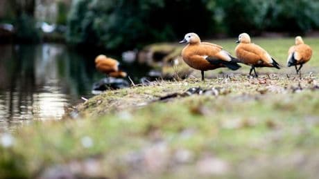 Tierischer Einsatz: Gänsefamilie irrt durch Wohngebiet – Anwohner retten Küken