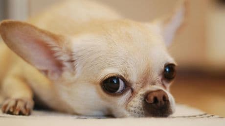 Un chihuahua alerta a los rescatistas tras la caída de su dueño en un glaciar