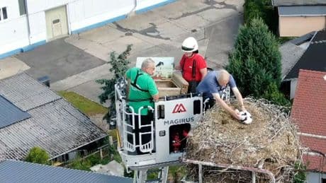 Störche: Ost-West-Liebe trägt Früchte: Jungstörche werden beringt