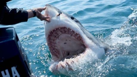 7 of the most thrilling TV shows to watch for Shark Week