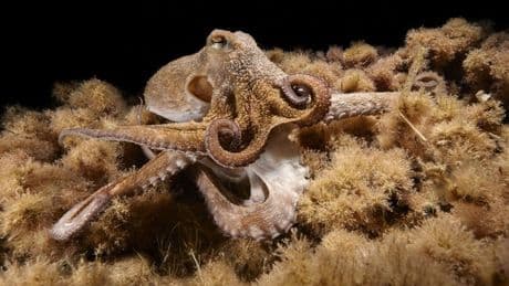 Salvador, el pulpo milagroso