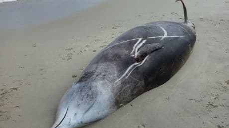Dunkerque: une baleine échouée retrouvée morte quelques heures après son sauvetage