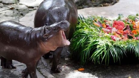 Thailand: Miniflusspferd Moo Deng wird ein Jahr alt