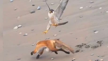 Füchse ziehen den Kürzeren - Vogelmama verteidigt ihren Nistplatz