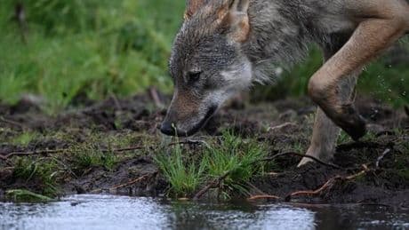 Loup : le Parlement européen entérine la baisse du niveau de protection de l’animal, qui pourra être chassé plus facilement