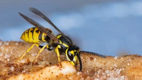 Wespen im Spätsommer: So vermeiden Sie die Stiche