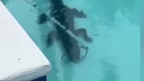 Pool-Schock in Florida - Alligator crasht Gartenparty