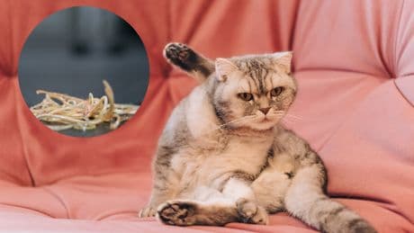 Ekel-Alarm im Katzenklo: So werden Sie Würmer bei der Mieze los