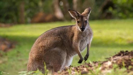 Un desconocido decapita a dos canguros en un brutal ataque en un zoológico de Alemania