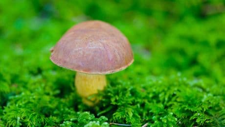 Thüringen: 83-Jährige verirrt sich bei Pilzsuche – Großfahndung