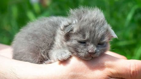 Tierheim Köln-Zollstock: Babykatzen im Gebüsch gefunden, Herkunft unklar
