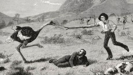 Meet 4 ‘Killer’ Birds That Have Been Known To Attack People — Explained By A Biologist