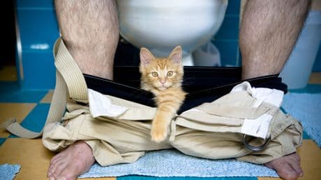 Katzenpsychologie: Was es bedeutet, wenn Ihre Mieze Ihnen auf Schritt und Tritt folgt