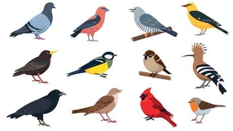 A Biologist Spotlights The Most Abundant Bird In The World. Hint: There Are An Estimated 22 Billion In Existence