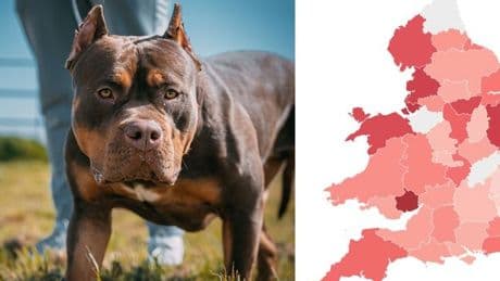Dog attacks rocket to 87 every day – interactive map reveals how many happen near you