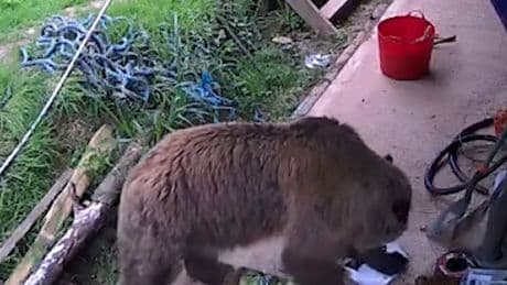 Two 400lb bears escape at UK wildlife park as visitors locked down and cops scrambled