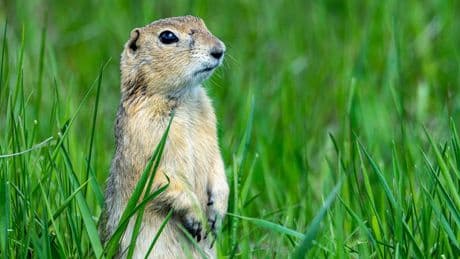 North Dakota: Warum eine Kleinstadt von Erdhörnchen kapituliert
