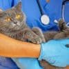 Vets tell BBC they are under 'consistent pressure' to make money