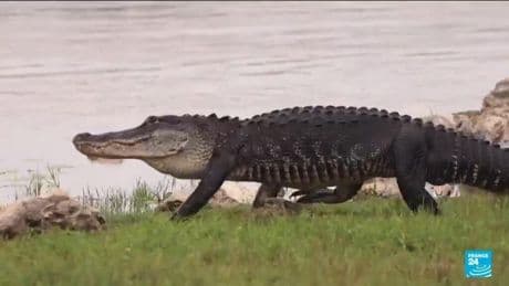 Severe drought strains wildlife and tourism in Florida's Everglades