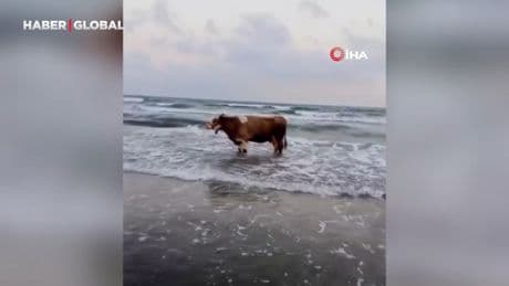 Kavurucu sıcaktan bunalan inek soluğu denizde aldı