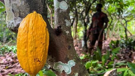 Les “cartels du chocolat” : la Côte d’Ivoire et le Ghana aux prises avec le trafic de cacao